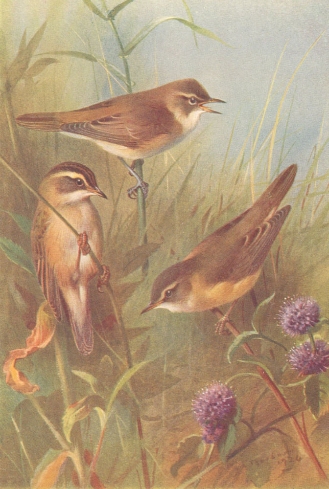 BRITISH BIRDS. Reed-Warbler; Sedge-Warbler; Marsh-Warbler. THORBURN 1925 print